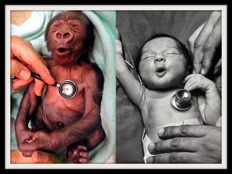 Baby Gorilla Baby Human Cold Stethoscopes