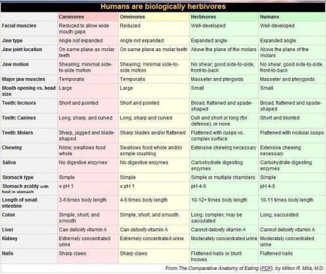 Humans Are Biologically Herbivores