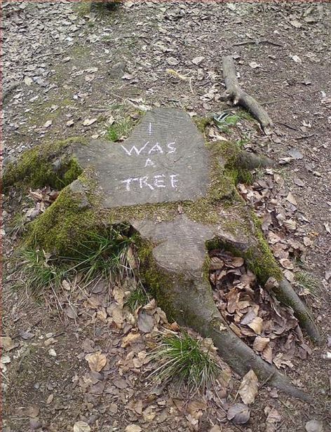 I Was A Tree
