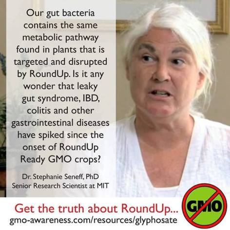 Dr Stephanie Seneff, PhD Our Gut Bacteria