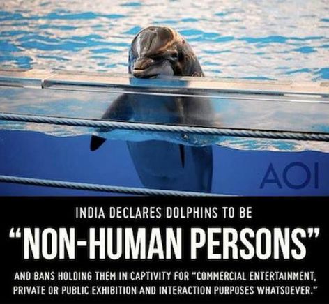 India Declares Dolphins To Be Non-Human Persons