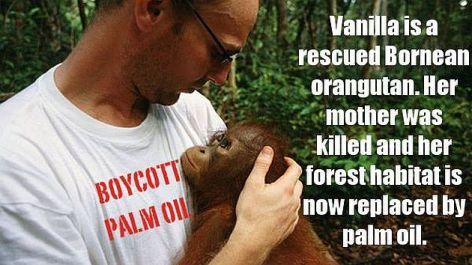 Vanilla Is A Rescued Bornean Orangutan