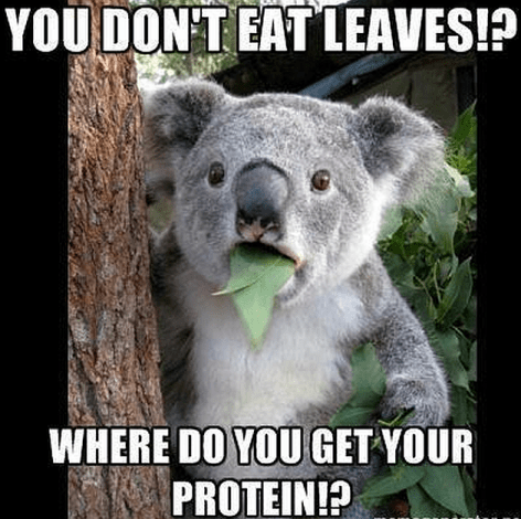 You Don't Eat Leaves Where Do You Get Your Protein