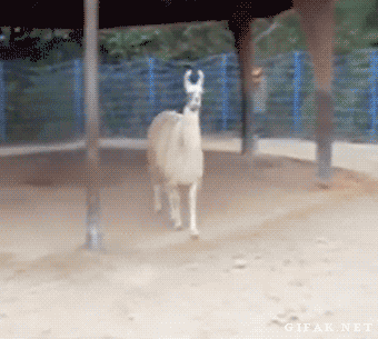 Lama turns its nose up and walks away