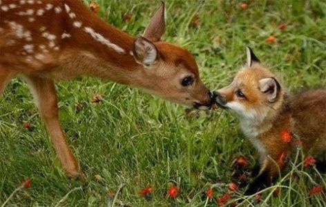 Deer & Fox Be Kind Whenever Possible, It Is Always Possible