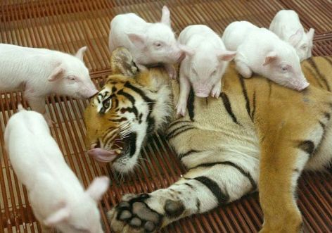 Tiger & Piglets Be Kind Whenever Possible, It Is Always Possible