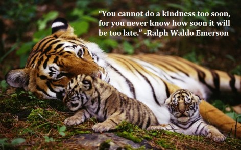 Ralph Waldo Emerson You cannot do