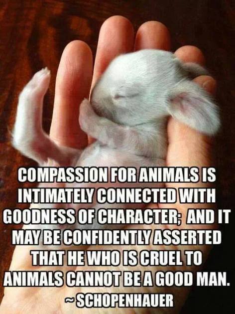 Schopenhauer Compassion for animals