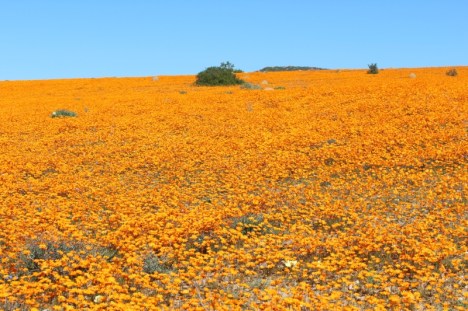 Namaqualand daisies at Skilpad, looking almost fluorescent in the sun