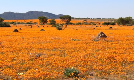 More daisies at Skilpad