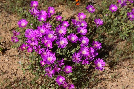 Vygies (mesembryanthemums) flowering on the road between the foot of Studer's Pass and Garies.