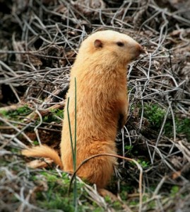 blond_groundhog_600