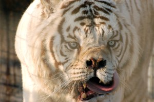 white-tiger-1