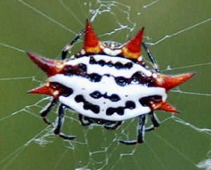crabspidersmall A Florida Crab spider