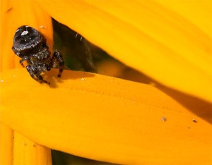 jumper Jumping Spider