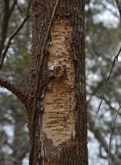 Ivory-Bill tree