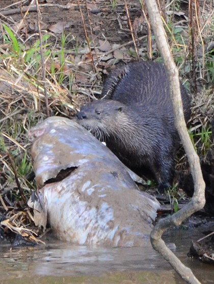 Otter on the Choc