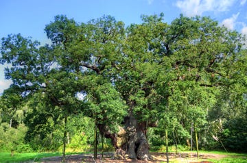Major Oak, Sherwood Forest, Nottinghamshire major oak, sherwood forest, nottinghamshire