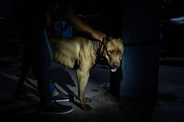 Indonesian Villages Pit Dogs Against Wild Boars In The Arena indonesian villages pit dogs against wild boars in the arena