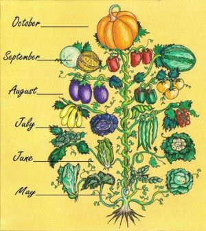 Animal, Vegetable, Miracle - Vegetannual.jpg