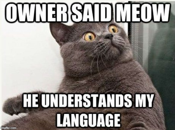 cat talk - Imgflip