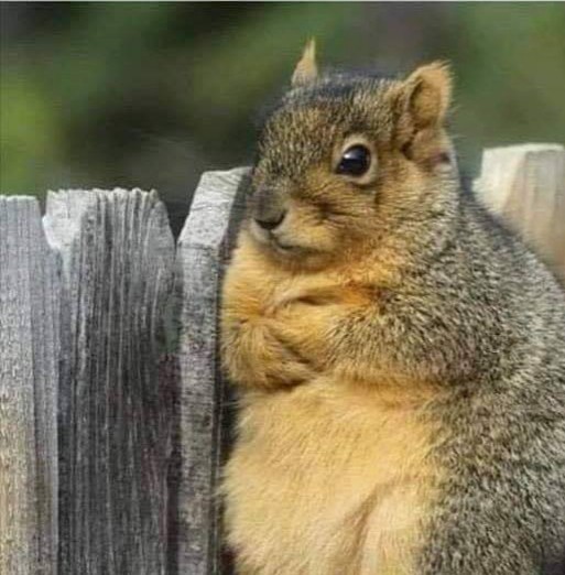 Annoyed Squirrel Blank Template - Imgflip