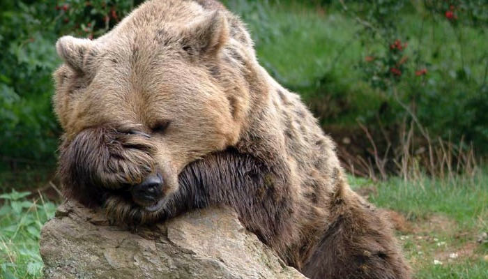 Image result for bears thinking