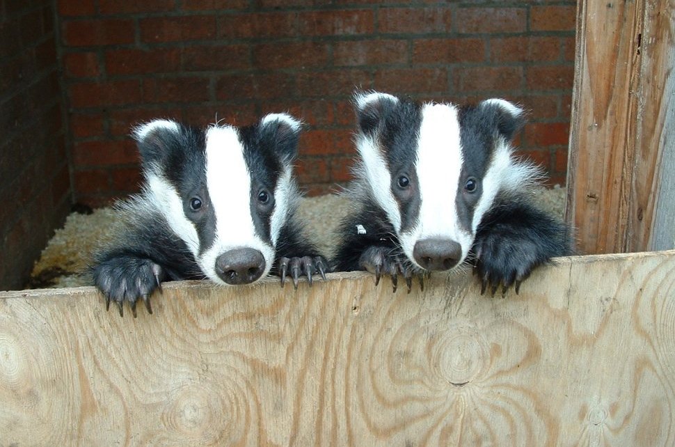Image result for cute badger