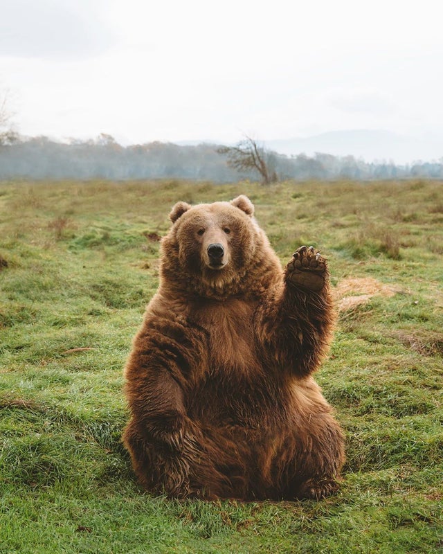 waving bear | Animals | Know Your Meme