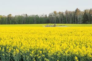 Epandage dans champ de colza en fleurs
