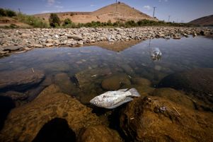 Un poisson mort au barrage d'al-Massira dans le village d'Ouled Essi Masseoud, 140 kilomètres au sud de Casablanca en août 2022. Le pays subit sa cinquième année de sécheresse historique.