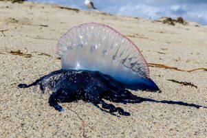 Depuis la mi-juillet 2025, plusieurs plages du Pays basque et des Landes ont été contraintes de fermer en raison de la présence de physalies.