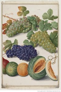 [Raisins blanc et noir, melons et orange] : [dessin] / Joann, Walter. f,1661. 9 Sept | Gallica