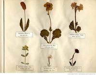 Flore des Pyrénées : herbier de 159 plantes des Pyrénées / Henri Bordère | Gallica