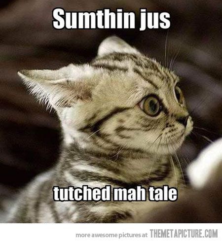 TheMetaPicture.com | Funny animal pictures, Funny animals, Funny cats