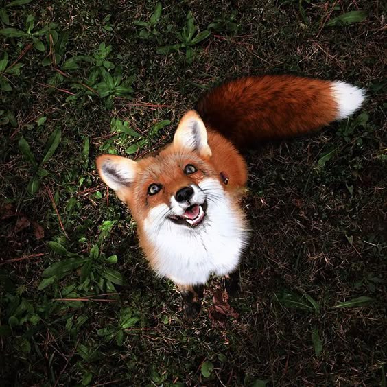 We first met Juniper on Instagram, where we saw her frolicking on her mom's bed, and instantly fell in love. Who was this cute fox? So we decided to reach out to her owner, who gave us the full scoop!