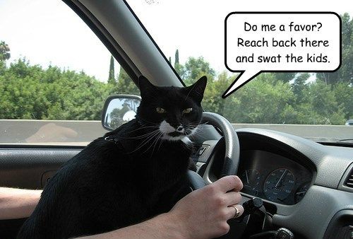 That Cat Will Turn This Car Around