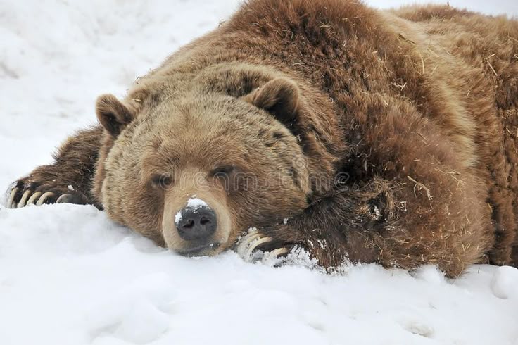 Sleeping grizzly bear stock image. Image of nature, hair - 24477713
