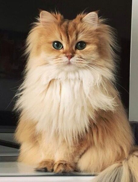 Image result for persian cat