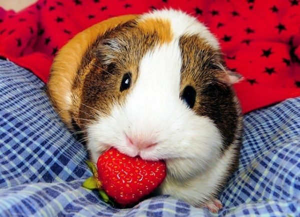 15 Animals That Love Strawberries | Pet guinea pigs, Guinea pigs, Cute guinea pigs