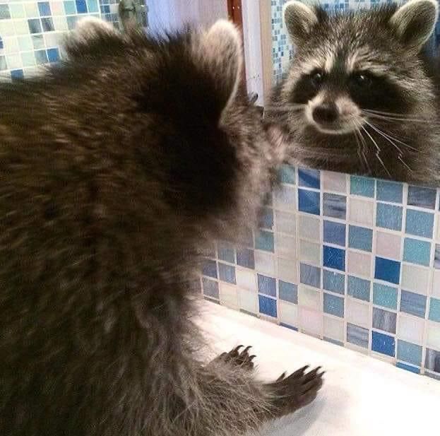 Raccoon looking in mirror