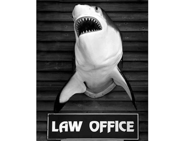 Image result for shark as attorney
