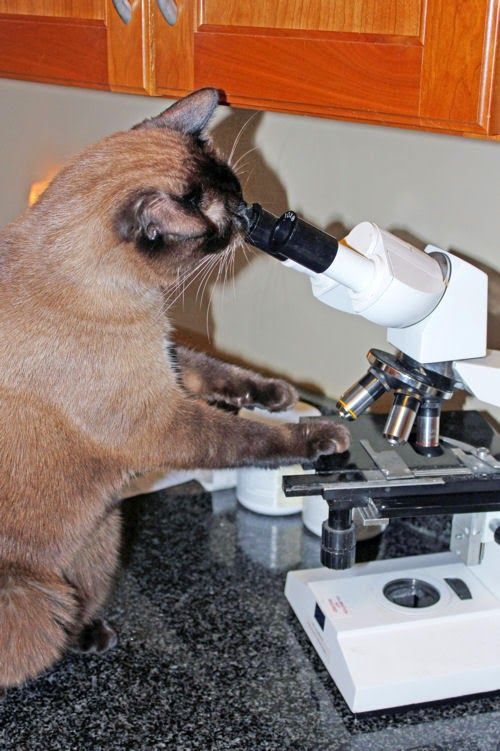 Keep Calm and Love Science: Laboratory Cat | Biyoloji