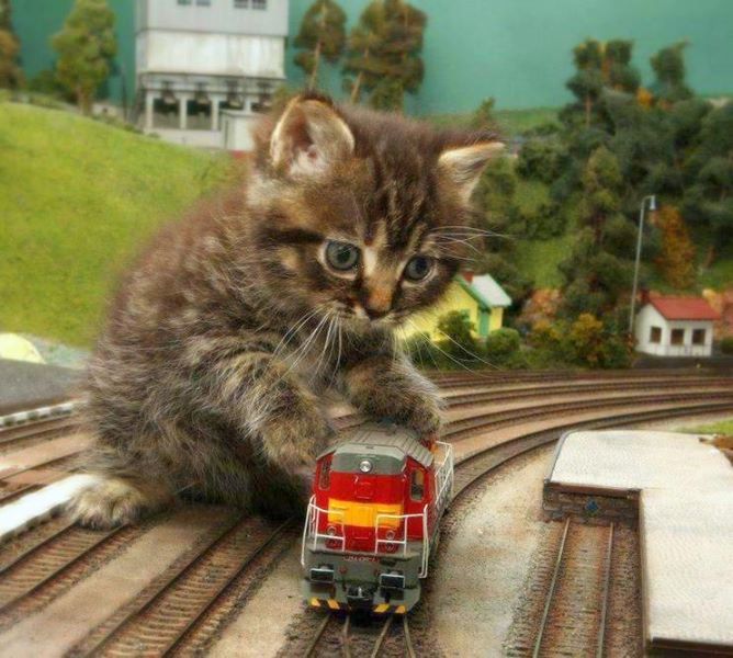 kitten;s model train. | Cat training, Cats and kittens, Cat aesthetic