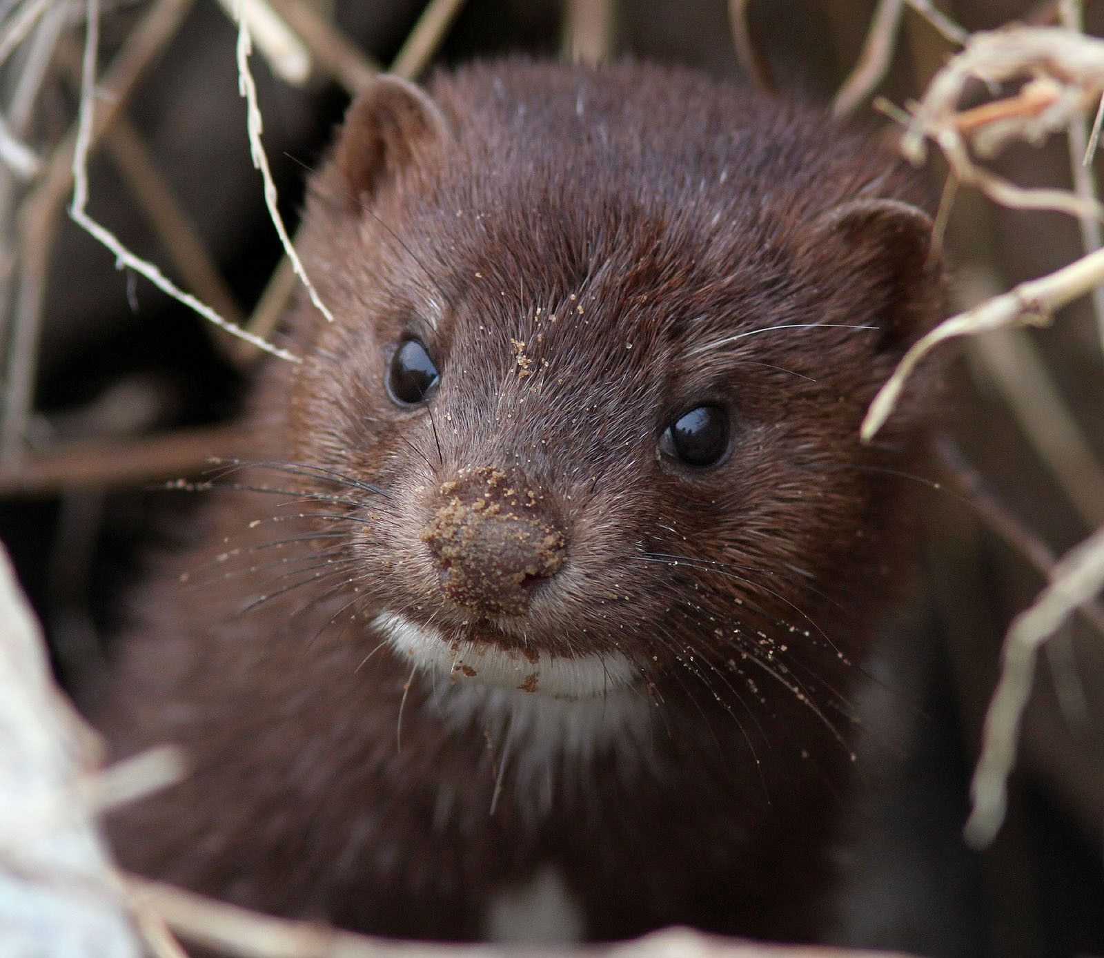 Image result for cute mink"