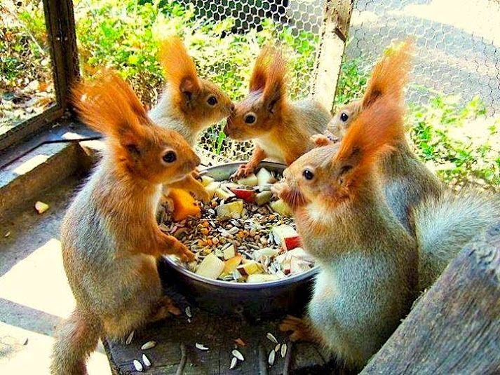 Image result for animal meeting