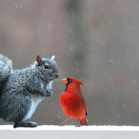 Angeline lim on Twitter | Animals beautiful, Animals wild, Animals friendship