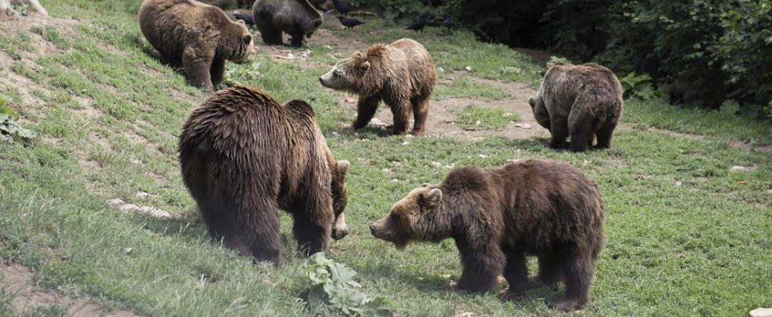 Animal Names - a group of bears is called a sleuth or a sloth. (Not sure if they can see the future though.) : r/PopcornCulture