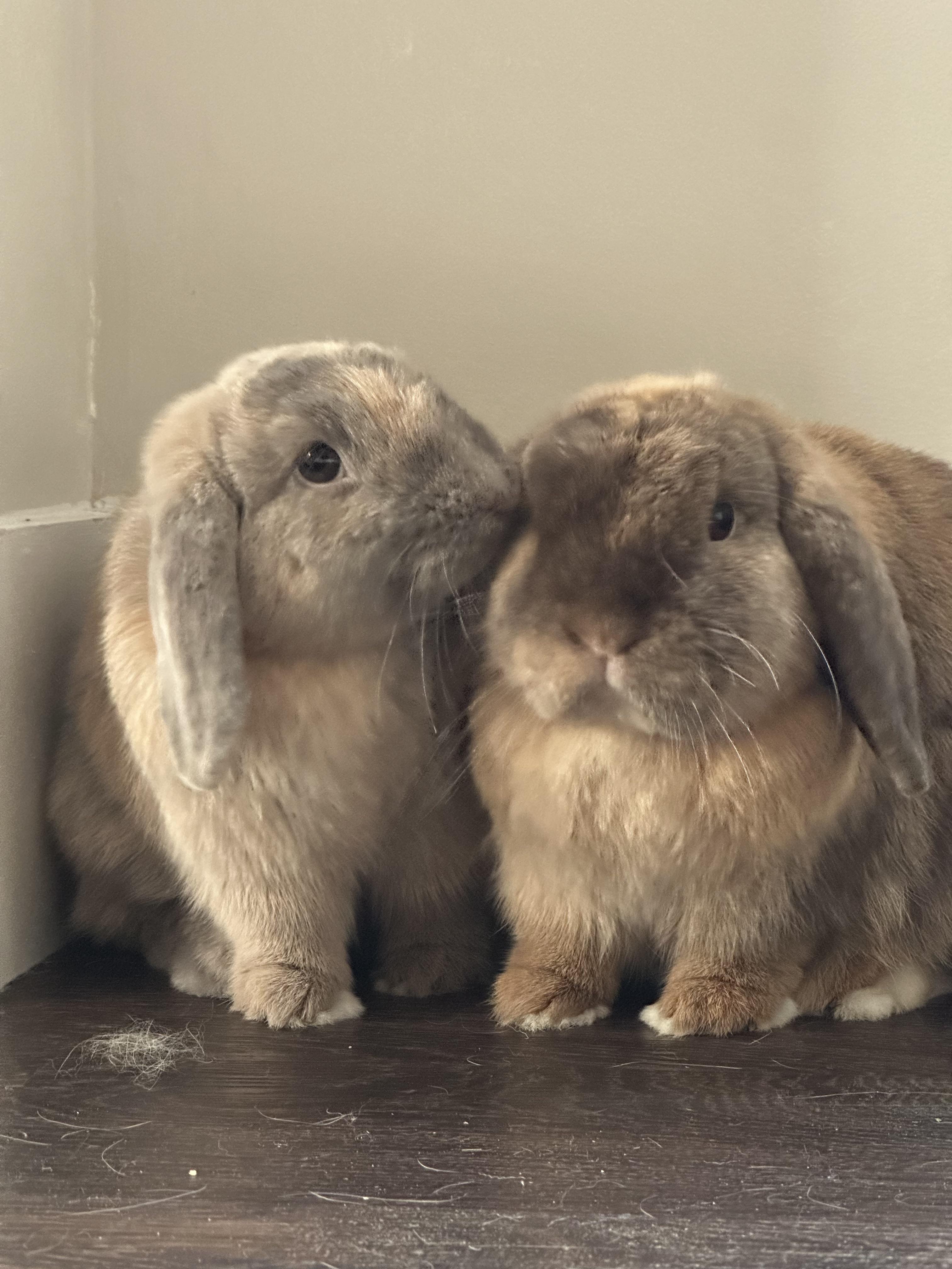I want to get 2 more rabbits for my 2 girls, any advice for bonding a pair with a pair : r/Rabbits