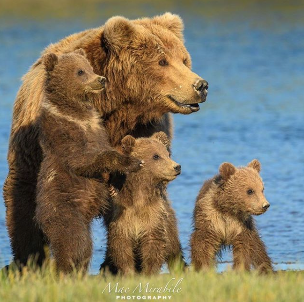 🔥 Alaskan Grizzly bear family : r/NatureIsFuckingLit